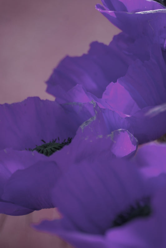 „Tanz der violetten Blüten“ – Digitaler Kunstdruck zum Download 🌸✨💜