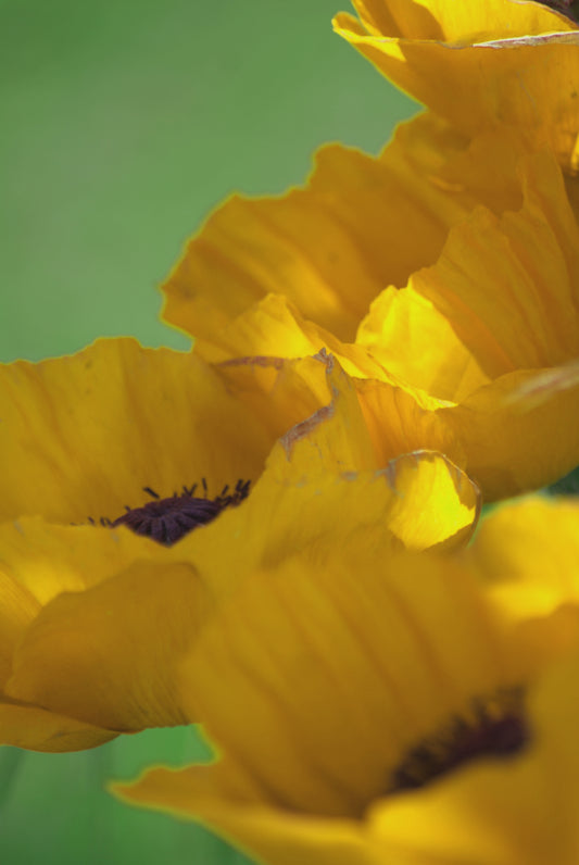 „Goldene Sommerblüten“ – Digitaler Kunstdruck zum Download 🌼☀️